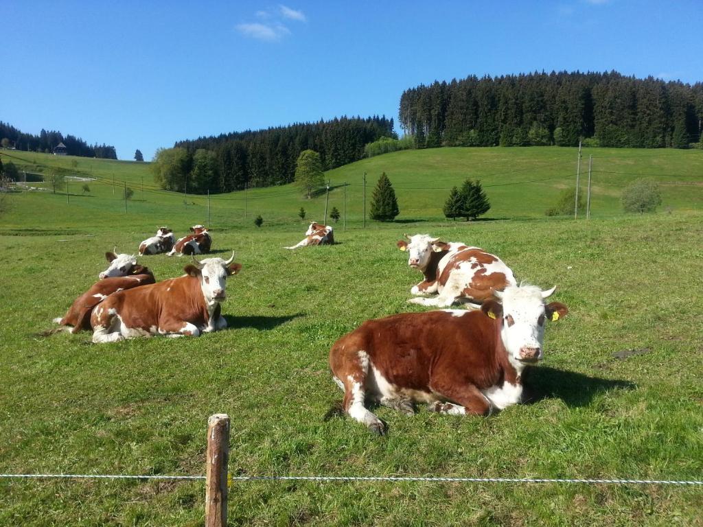 Appartement Rehblick Eisenbach  Kültér fotó